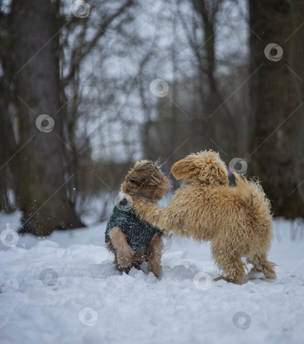 Скачать собака ши тцу играет с другой собакой фотосток Ozero