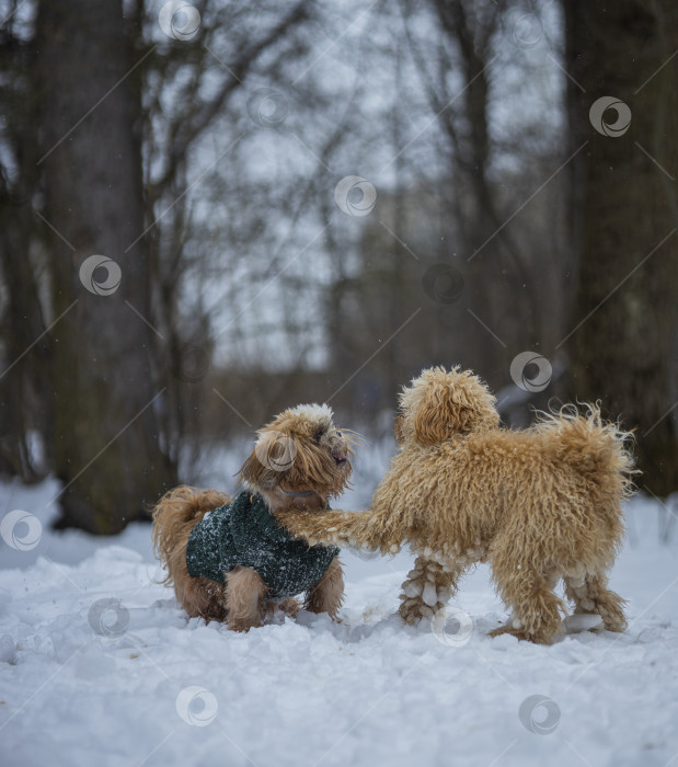 Скачать собака ши-тцу играет с другой собакой фотосток Ozero