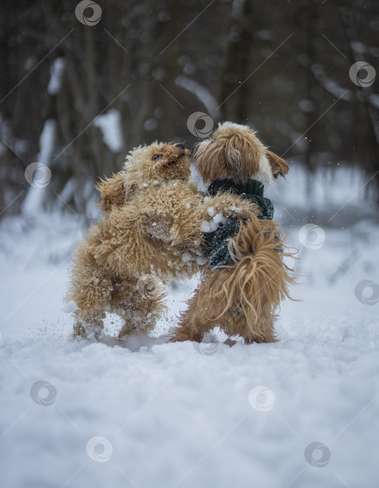 Скачать собака ши тцу играет с другой собакой фотосток Ozero