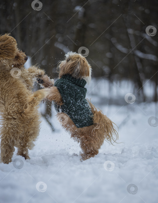 Скачать собака ши тцу играет с другой собакой фотосток Ozero