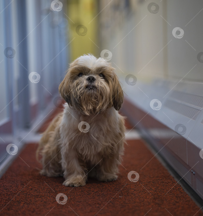 Скачать собака ши тцу в вагоне поезда фотосток Ozero