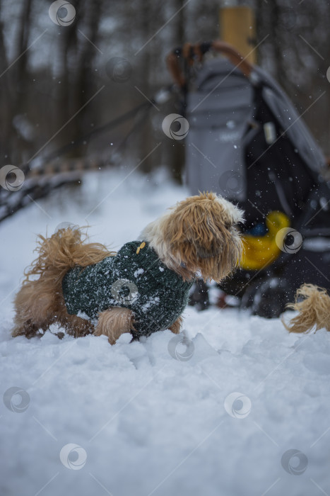 Скачать собака ши-тцу играет с другой собакой фотосток Ozero