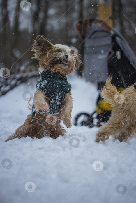 Скачать собака ши тцу играет с другой собакой фотосток Ozero