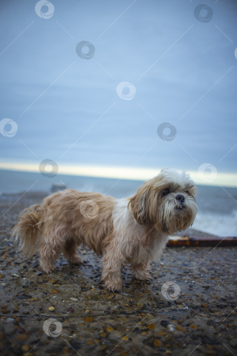 Скачать собака ши тцу отдыхает фотосток Ozero