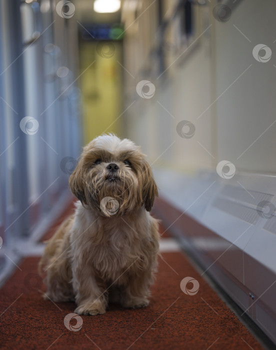 Скачать собака ши-тцу путешествует фотосток Ozero