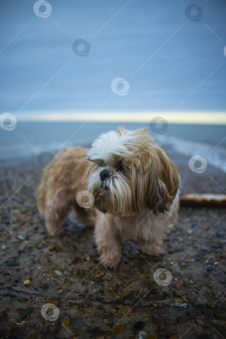 Скачать собака ши-тцу отдыхает на пляже фотосток Ozero