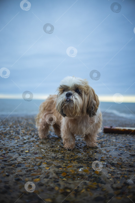 Скачать собака ши тцу отдыхает на пляже фотосток Ozero
