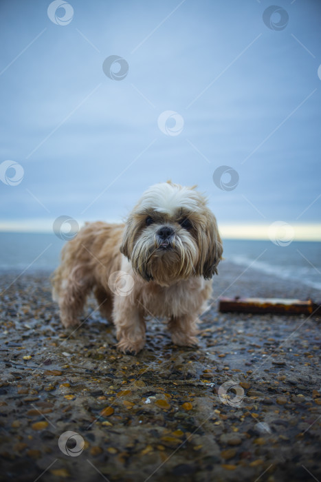Скачать собака ши-тцу отдыхает на пляже фотосток Ozero