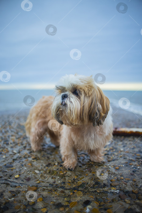 Скачать собака ши тцу отдыхает фотосток Ozero