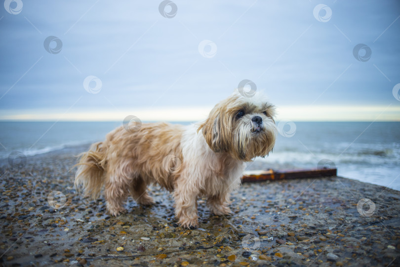 Скачать собака ши тцу отдыхает фотосток Ozero