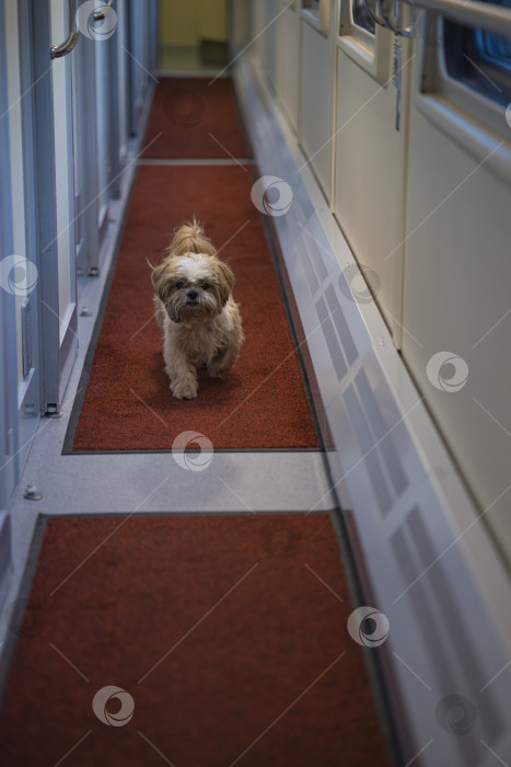 Скачать собака ши-тцу путешествует фотосток Ozero