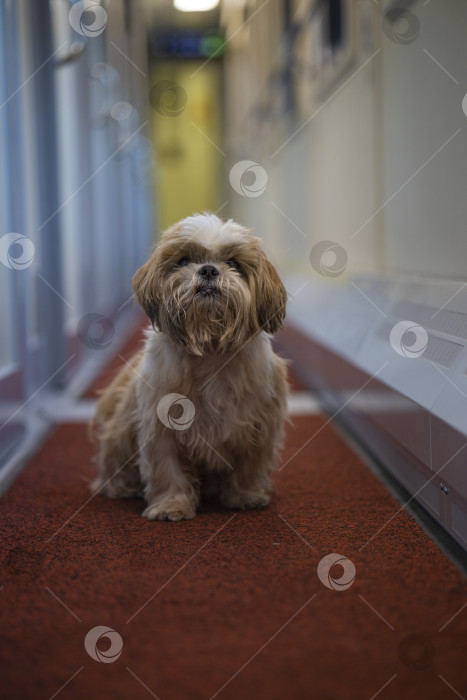 Скачать собака ши тцу в вагоне поезда фотосток Ozero