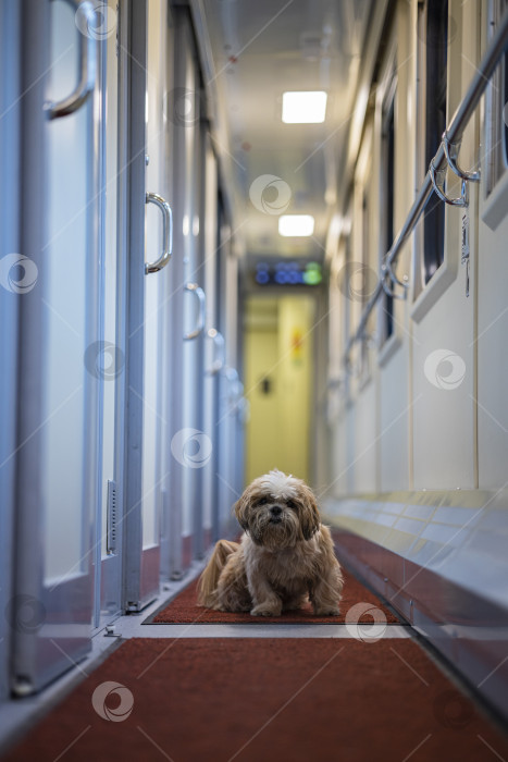 Скачать собака ши тцу в вагоне поезда фотосток Ozero