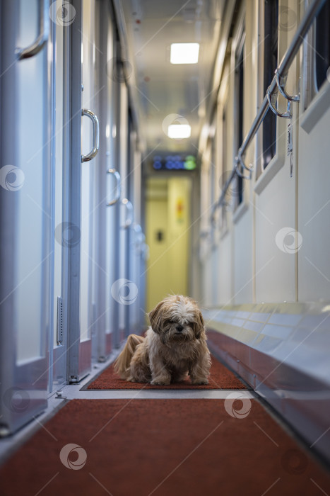 Скачать собака ши тцу в вагоне поезда фотосток Ozero