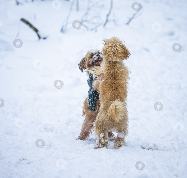 Скачать собака ши-тцу играет с другой собакой фотосток Ozero