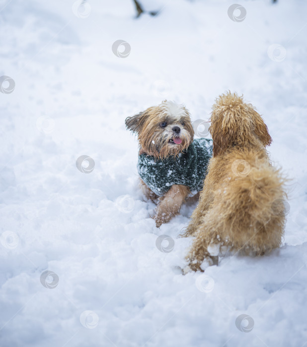 Скачать собака ши тцу играет с другой собакой фотосток Ozero