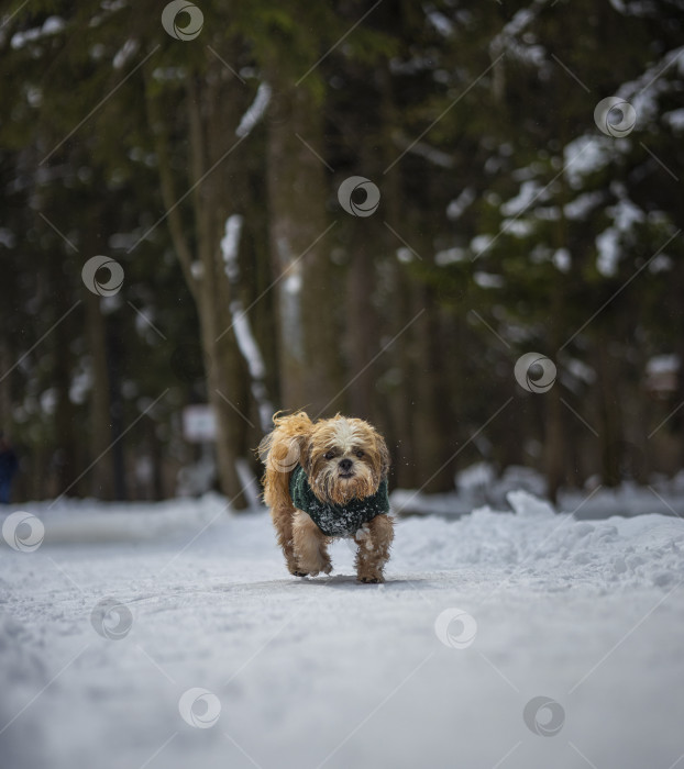 Скачать собака ши-тцу гуляет в свитере фотосток Ozero