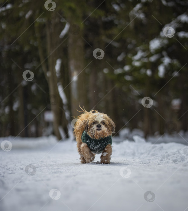 Скачать собака ши тцу гуляет в свитере фотосток Ozero