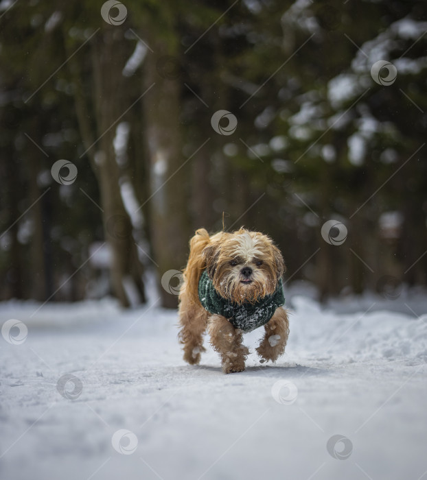 Скачать собака ши-тцу гуляет в свитере фотосток Ozero