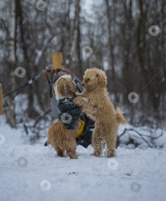 Скачать собака ши-тцу играет с другой собакой фотосток Ozero