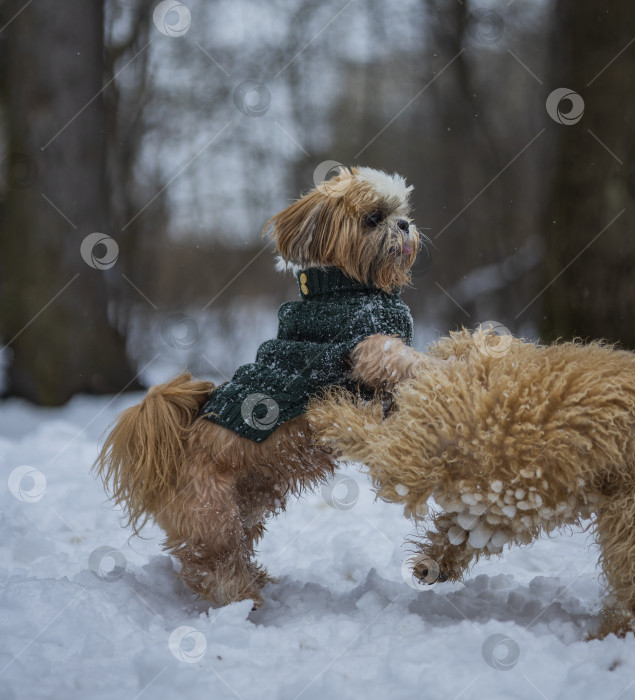Скачать собака ши тцу играет с другой собакой фотосток Ozero