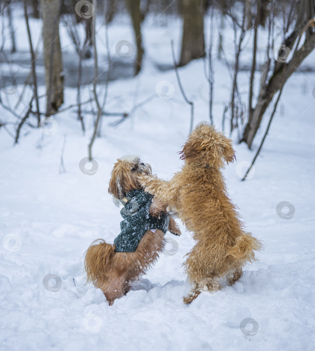 Скачать собака ши-тцу играет с другой собакой фотосток Ozero