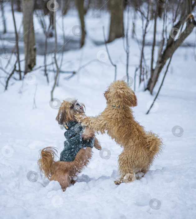 Скачать собака ши тцу играет с другой собакой фотосток Ozero