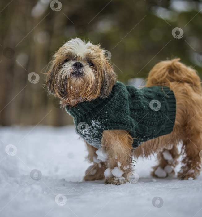 Скачать собака ши-тцу гуляет в свитере фотосток Ozero