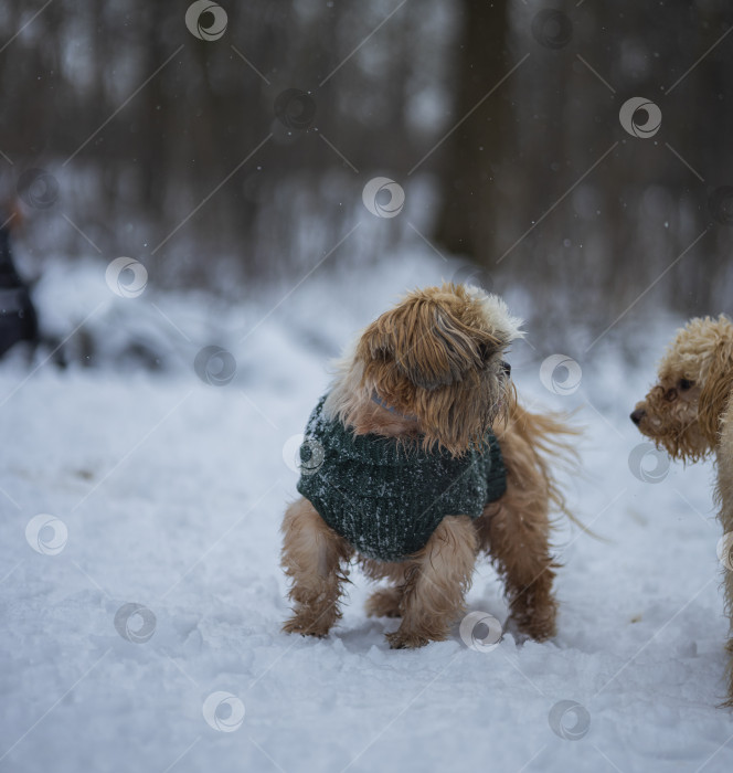 Скачать собака ши-тцу играет с другой собакой фотосток Ozero