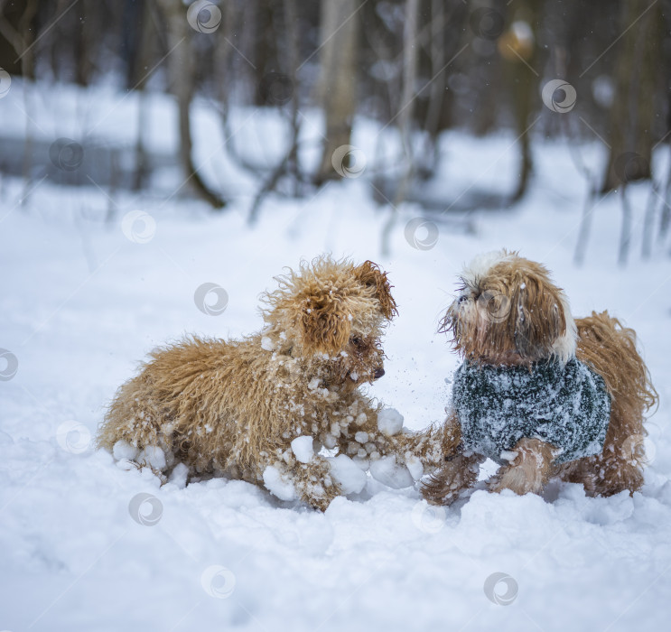 Скачать собака ши-тцу играет с другой собакой фотосток Ozero
