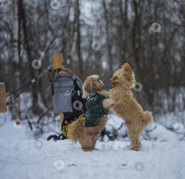 Скачать собака ши тцу играет с другой собакой фотосток Ozero
