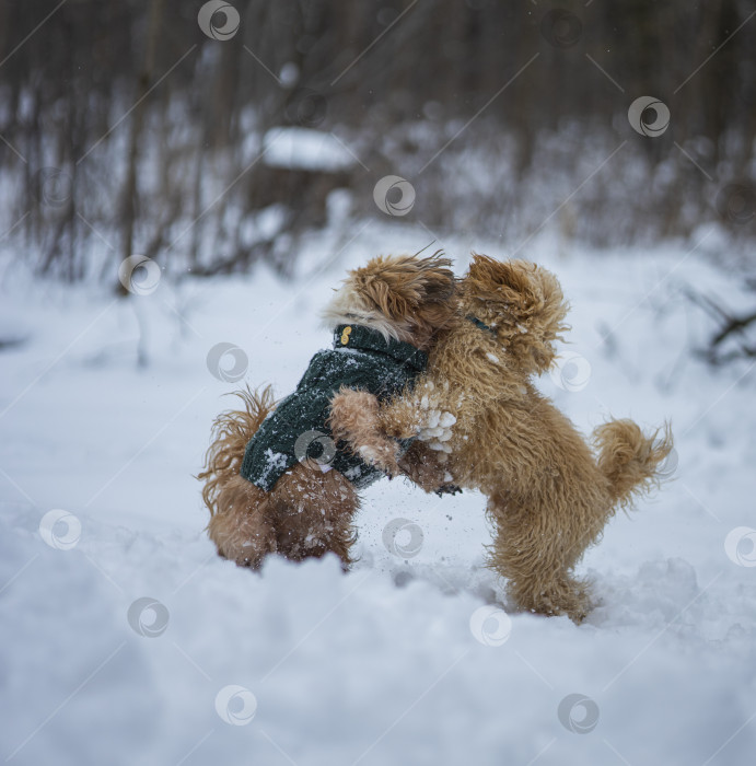 Скачать собака ши тцу играет с другой собакой фотосток Ozero