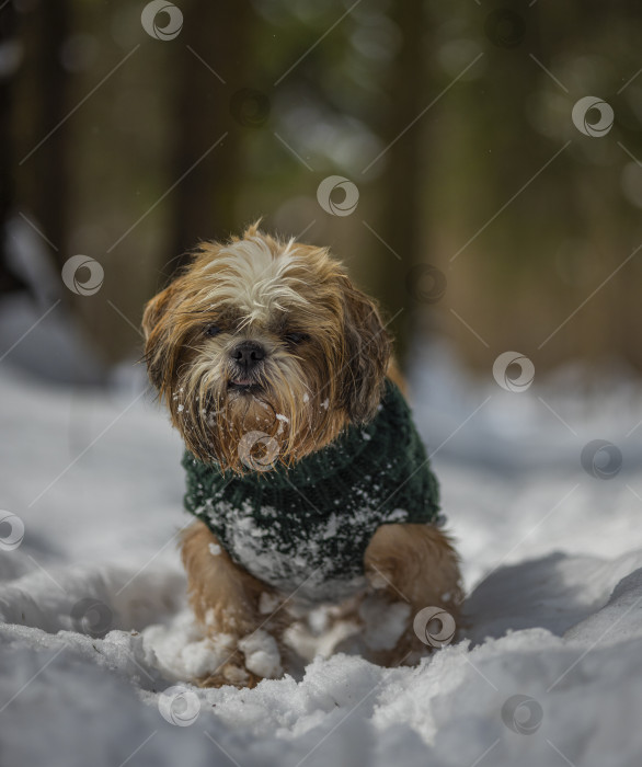 Скачать собака ши тцу гуляет в свитере фотосток Ozero