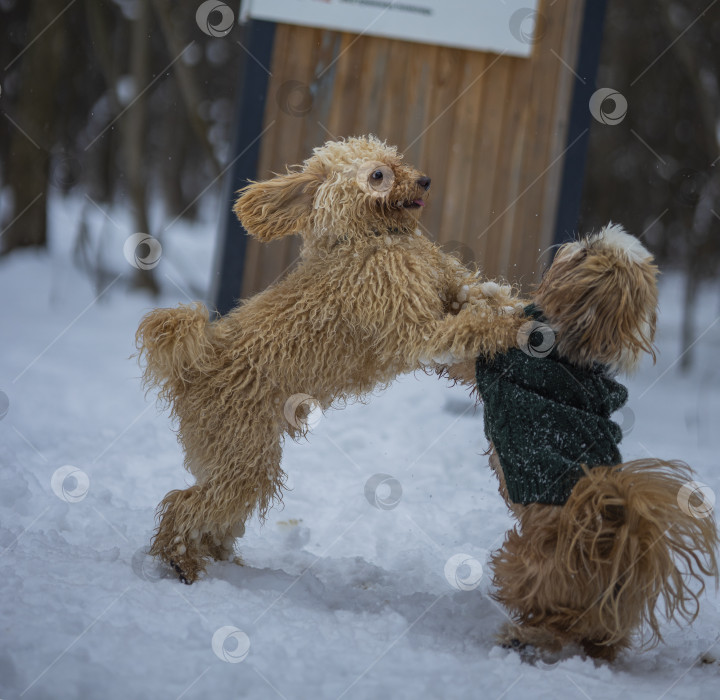 Скачать собака ши тцу играет с другой собакой фотосток Ozero