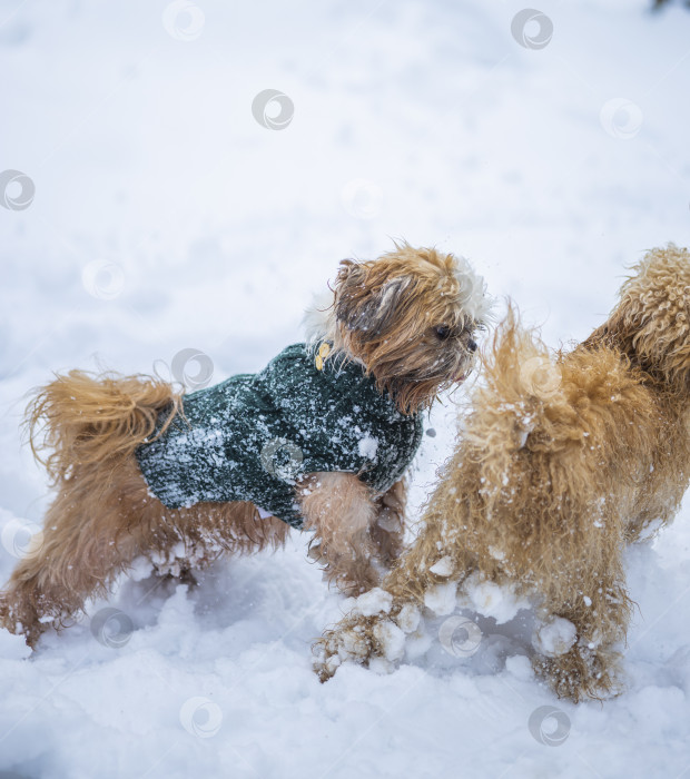 Скачать собака ши тцу играет с другой собакой фотосток Ozero