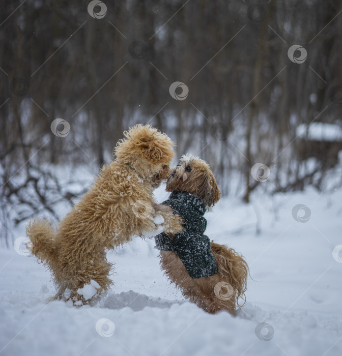 Скачать собака ши-тцу играет с другой собакой фотосток Ozero