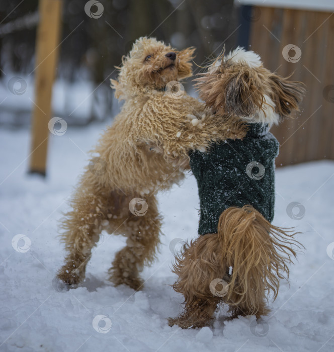 Скачать собака ши-тцу играет с другой собакой фотосток Ozero