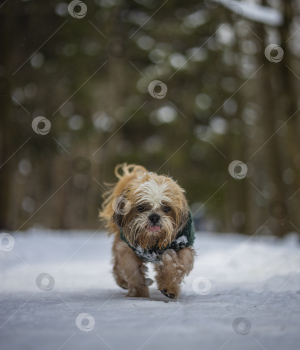 Скачать собака ши тцу гуляет в свитере фотосток Ozero