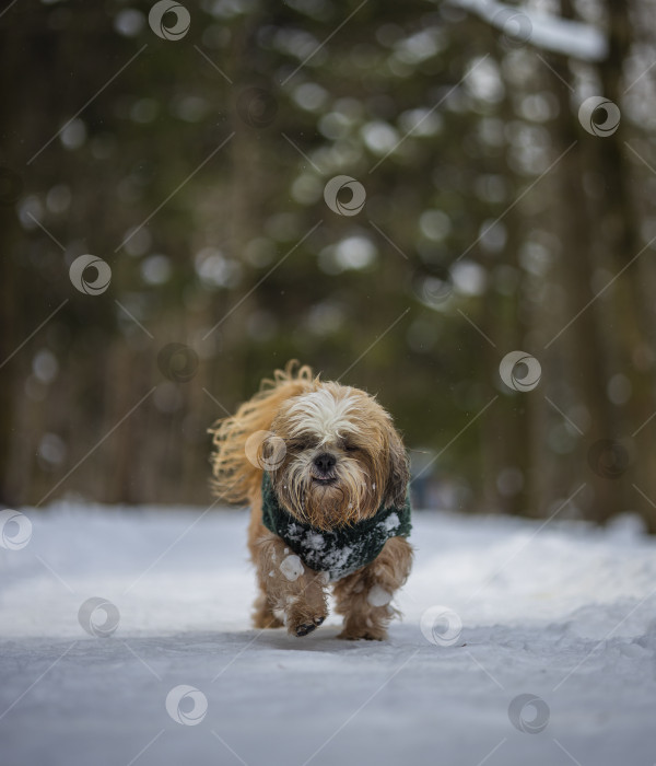 Скачать собака ши тцу гуляет в свитере фотосток Ozero