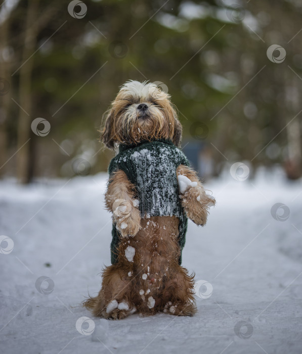 Скачать собака ши тцу гуляет в свитере фотосток Ozero