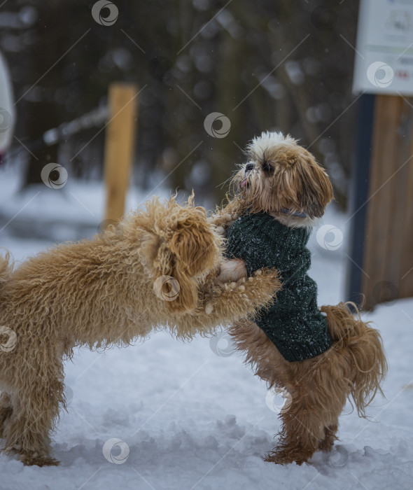 Скачать собака ши тцу играет с другой собакой фотосток Ozero