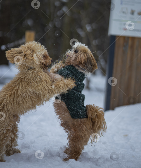 Скачать собака ши тцу играет с другой собакой фотосток Ozero