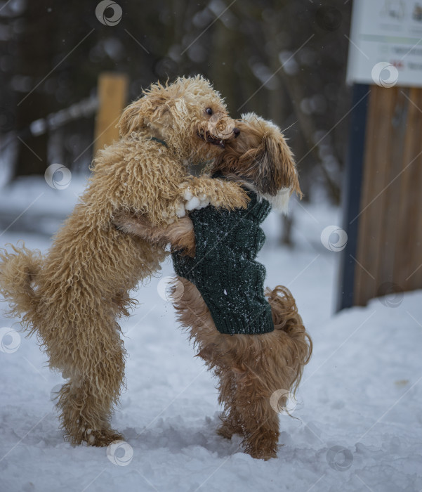 Скачать собака ши-тцу играет с другой собакой фотосток Ozero