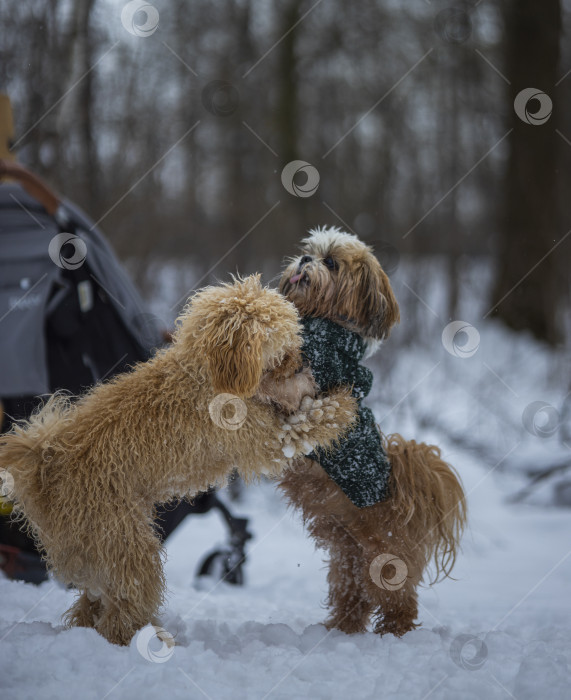 Скачать собака ши тцу играет с другой собакой фотосток Ozero