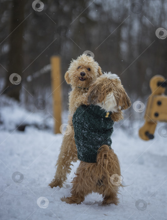 Скачать собака ши-тцу играет с другой собакой фотосток Ozero