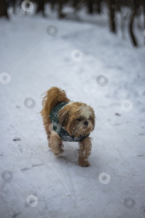Скачать собака ши тцу гуляет в свитере фотосток Ozero