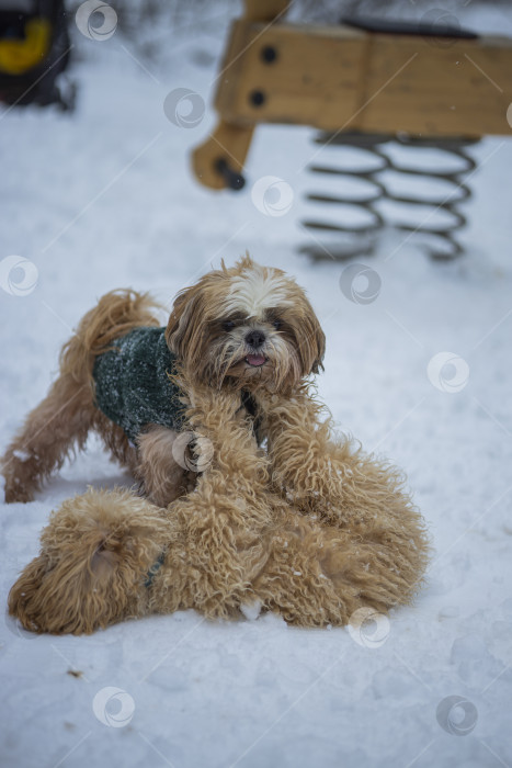 Скачать собака ши тцу играет с другой собакой фотосток Ozero
