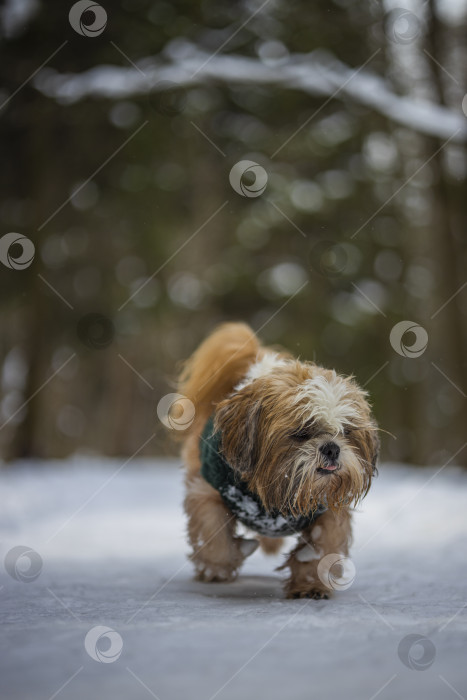 Скачать собака ши тцу гуляет в свитере фотосток Ozero