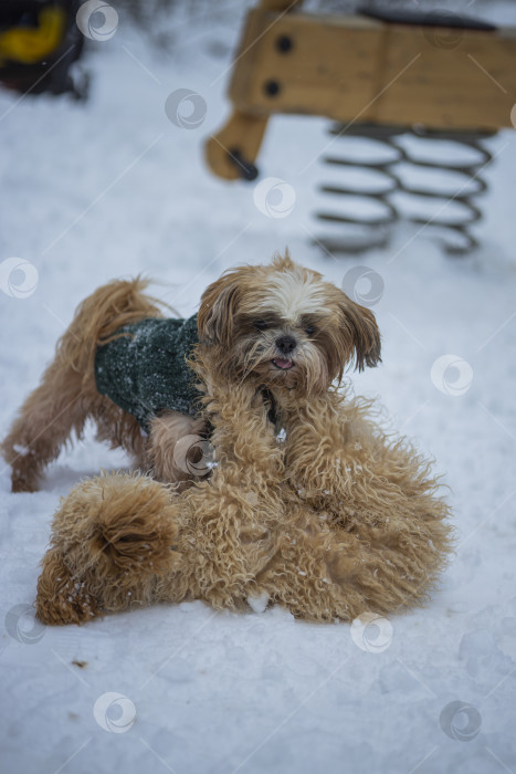 Скачать собака ши-тцу играет с другой собакой фотосток Ozero