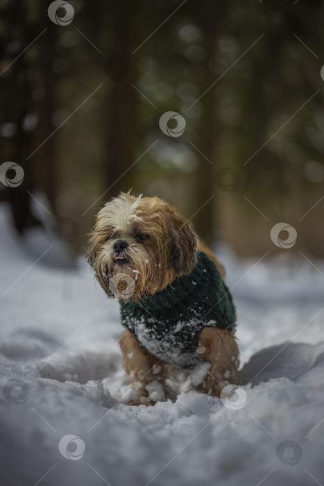 Скачать собака ши-тцу гуляет в свитере фотосток Ozero